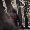 West_City_Dobermans_Aggressive_Худі_THORS_CROSS